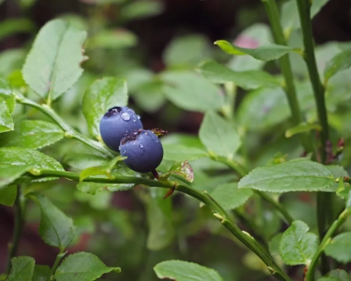 Variedad de arándano Cargo