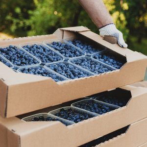 Exportación de arándanos orgánicos a mercados internacionales