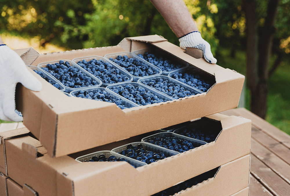 Exportación de arándanos orgánicos a mercados internacionales