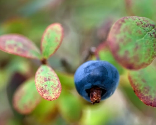 Variedad de arándano Legacy