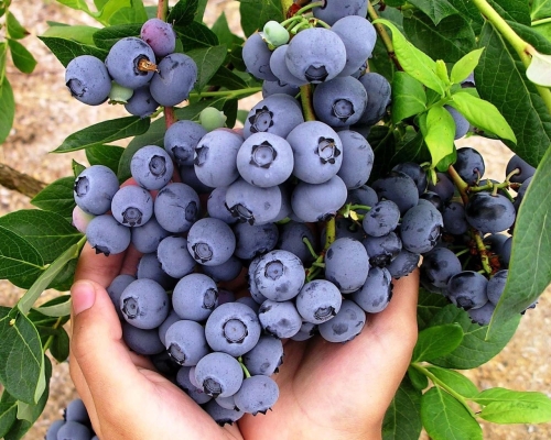 Nuestros arándanos orgánicos cultivados en Ñuble