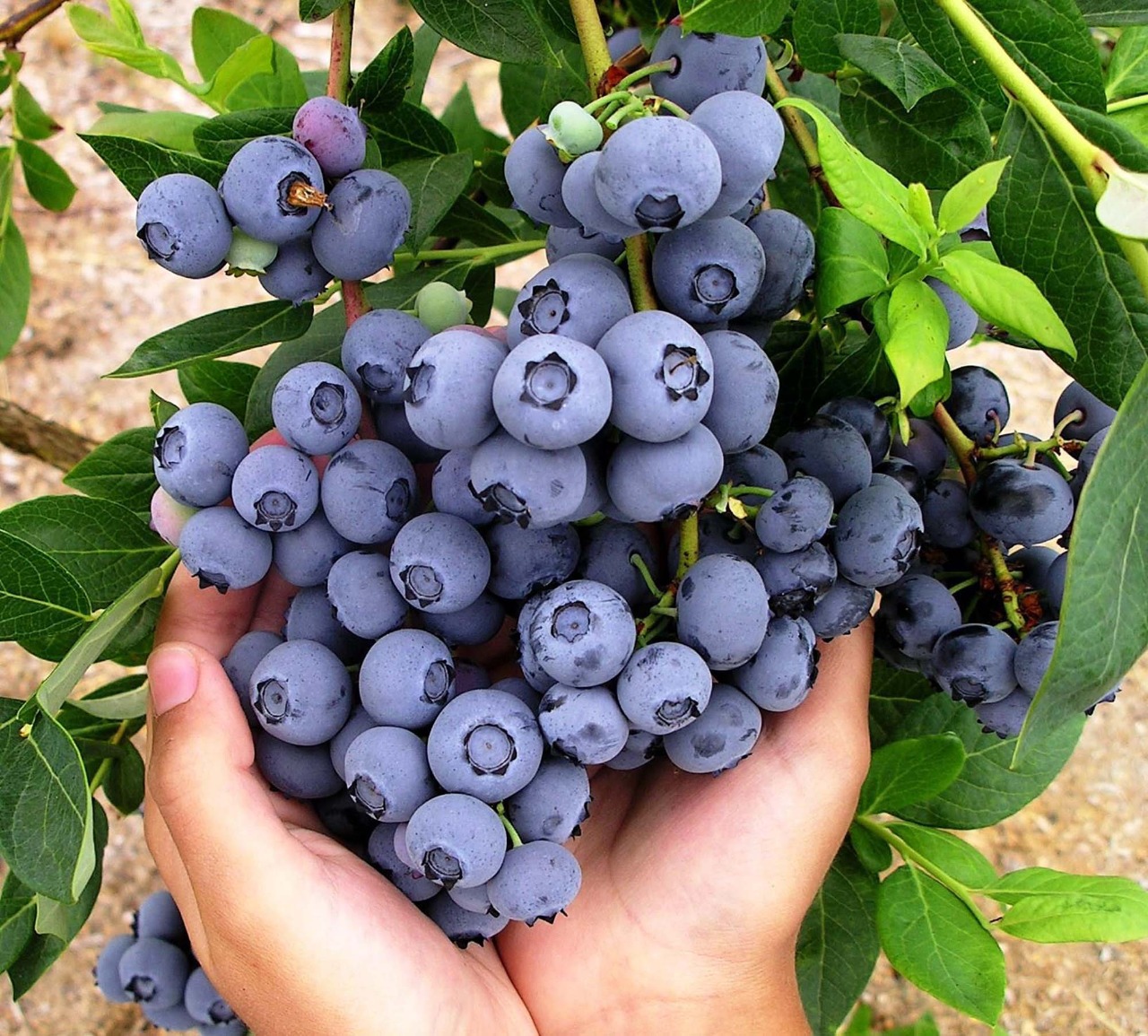 Nuestros arándanos orgánicos cultivados en Ñuble