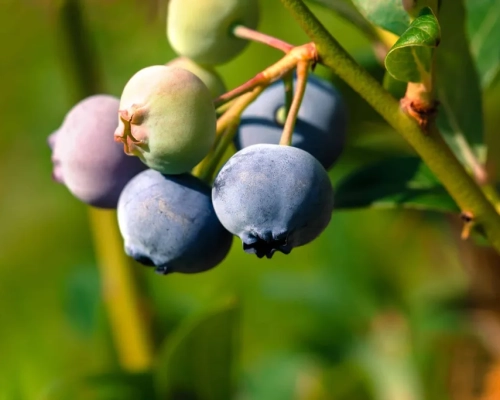 Variedad de arándano Blue Ribbon