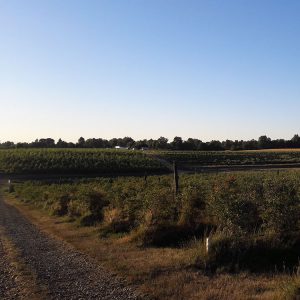 Predio del Fundo El Rodeo, Región de Ñuble