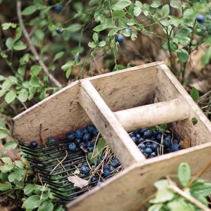 Cultivo de arándanos orgánicos en la Región de Ñuble