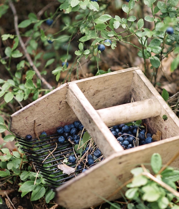 Cultivo de arándanos orgánicos en la Región de Ñuble