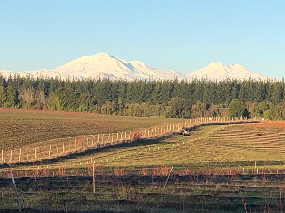 Vista a los Nevados de Chillán desde el Fundo El Rodeo
