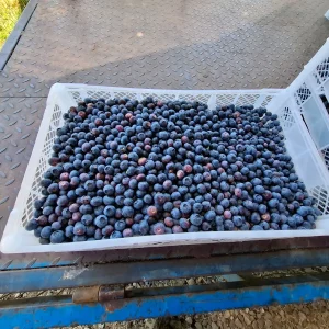 Bandeja con arándanos orgánicos recién cosechados