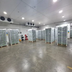 Cámara de frío con pallets de arándanos orgánicos de exportación