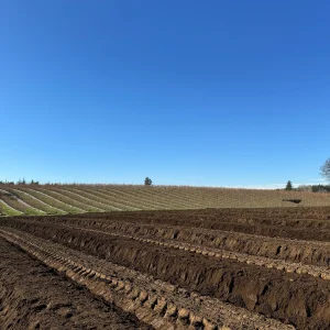 Campo de arándanos orgánicos en Ñuble