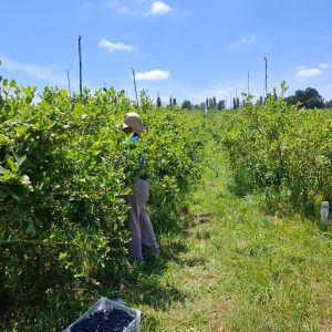 Cosecha manual de arándanos orgánicos en el Fundo El Rodeo