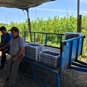 Equipo de cosecha y selección de arándanos en el campo