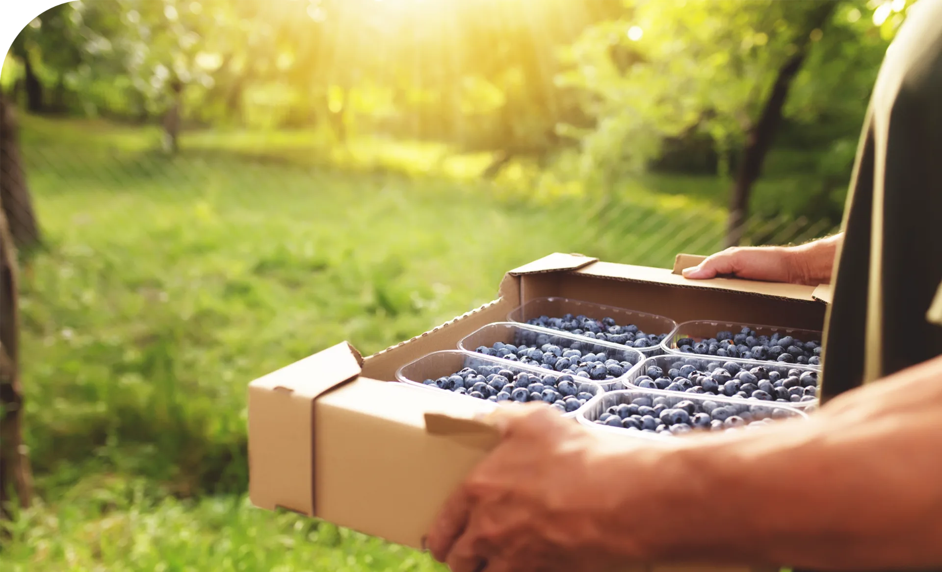 Arándanos orgánicos de Chile para mercados internacionales