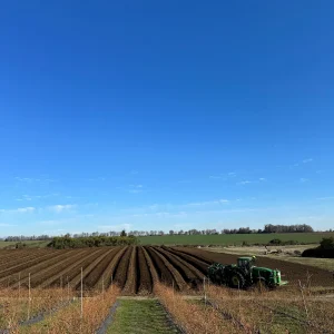 Hileras de arándanos bajo cielo azul en El Rodeo Farm