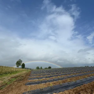 Huerto de arándanos con cielo nublado sobre el fundo
