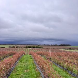 Huerto de arándanos en otoño en la Región de Ñuble