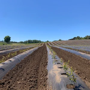 Plantación de arándanos con manejo agrícola en hileras