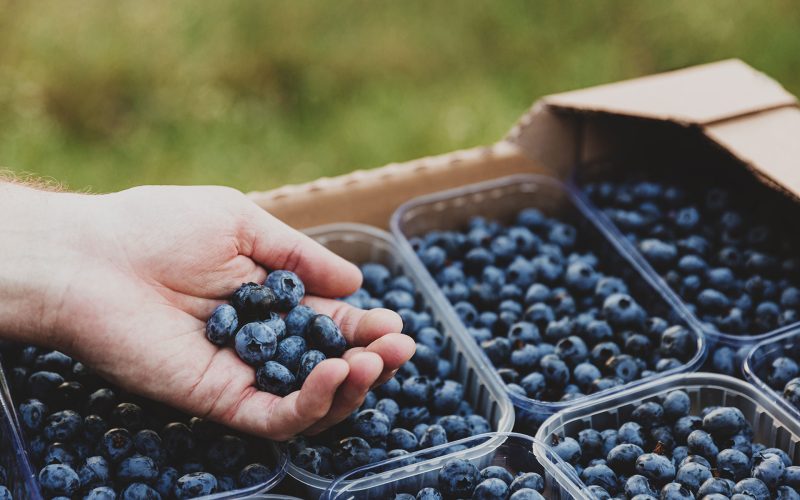 Arándanos orgánicos embalados para exportación