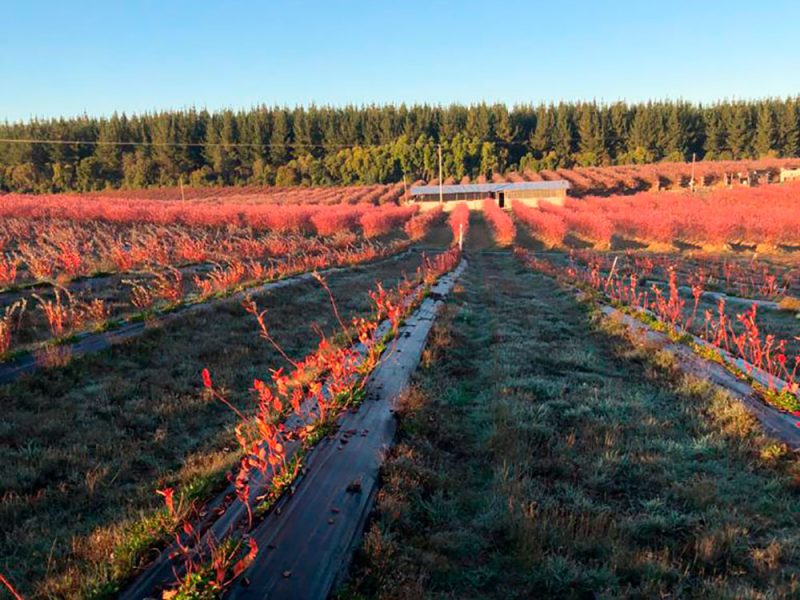 Plantación de arándanos orgánicos del Fundo El Rodeo