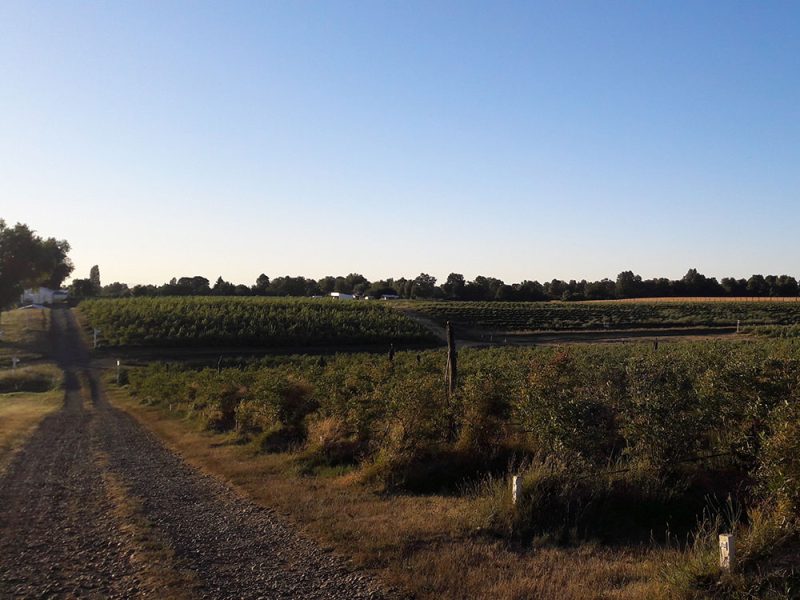 Predio del Fundo El Rodeo, Región de Ñuble